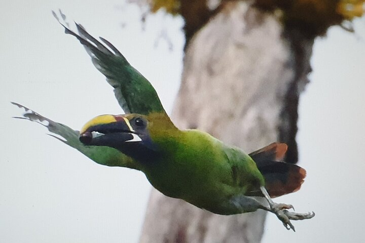 Resplendent Quetzal-Tucans- Tropical Birdwatching Tour Monteverde - Photo 1 of 25